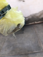 Sauria