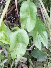 Sagittaria brevirostra