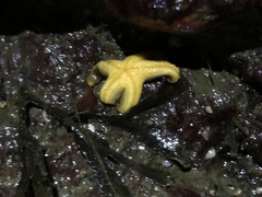 Evasterias troschelii