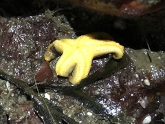 Evasterias troschelii