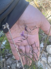 Vicia peregrina