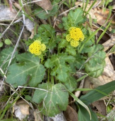 Sanicula laciniata