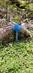 Entoloma hochstetteri