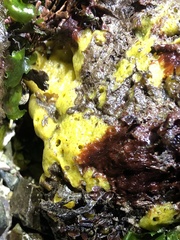 Halichondria panicea