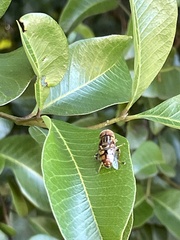 Eristalinus punctulatus