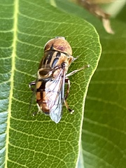Eristalinus punctulatus
