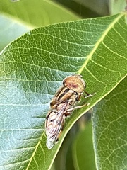 Eristalinus punctulatus