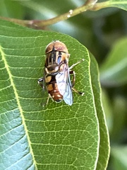 Eristalinus punctulatus