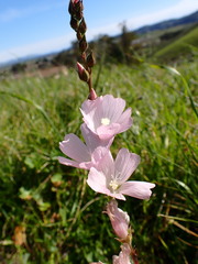 Sidalcea malviflora