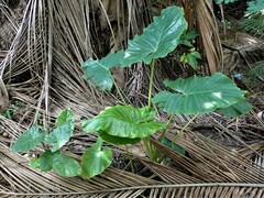 Alocasia macrorrhizos