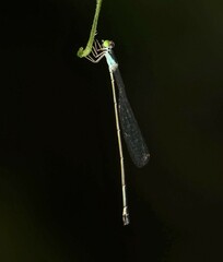 Amphicnemis