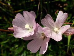 Sidalcea malviflora