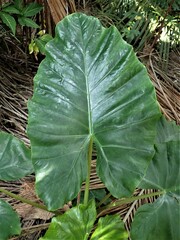 Alocasia macrorrhizos