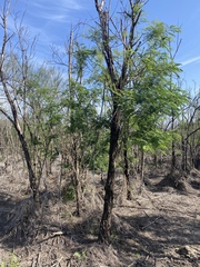 Leucaena pulverulenta
