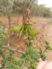 Vachellia exuvialis