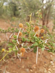 Vachellia exuvialis