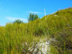 Artemisia salsoloides
