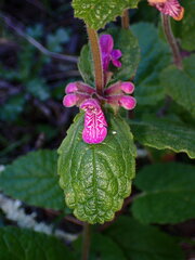 Stachys bullata
