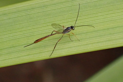 Trichomma albicoxum