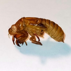 Orientopsaltria fuliginosa