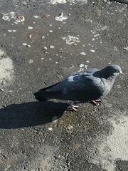Columba livia domestica