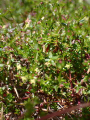 Galium porrigens