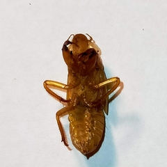 Orientopsaltria fuliginosa