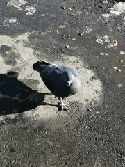 Columba livia domestica
