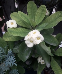 Euphorbia lophogona