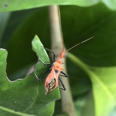 Gminatus