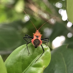 Gminatus
