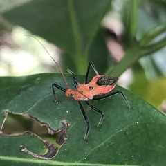 Gminatus