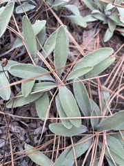 Salvia sonomensis