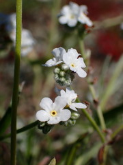 Cryptantha flaccida