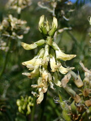 Astragalus curtipes