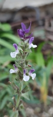 Salvia viridis