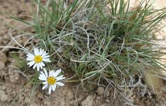 Townsendia hookeri