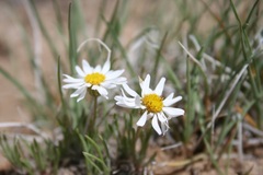 Townsendia hookeri