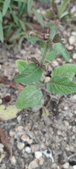 Salvia viridis