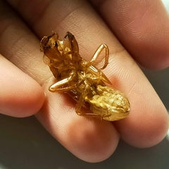 Orientopsaltria fuliginosa