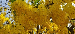 Cassia fistula