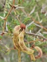 Vachellia exuvialis