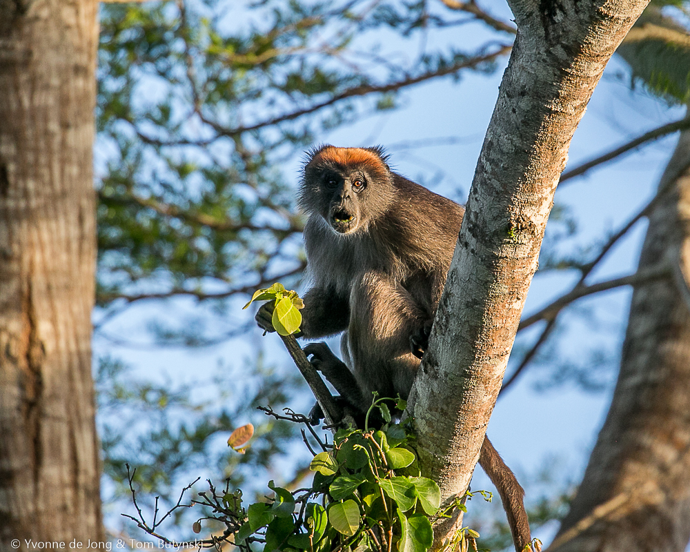 Tana River Red Colobus