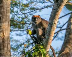Tana River Red Colobus photo 1