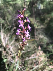 Stylidium