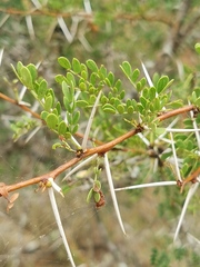 Vachellia exuvialis