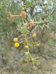 Vachellia exuvialis