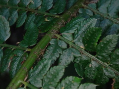 Polystichum setiferum image