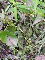 Sagittaria brevirostra