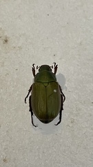 Anomala multistriata